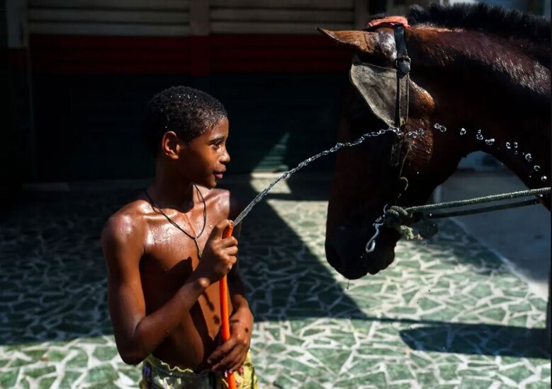 خنک کردن اسب با آب در گرمای تابستانی