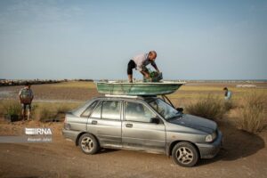 درخت حرا در دریای بوشهر