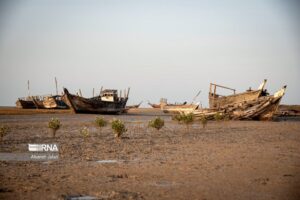 درخت حرا در دریای بوشهر