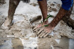درخت حرا در دریای بوشهر