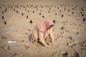 درخت حرا در دریای بوشهر
