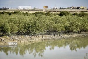 درخت حرا در دریای بوشهر