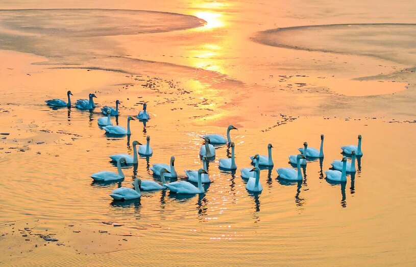 شنای قوها در حوضچه خرچنگ در منطقه سوچیان 