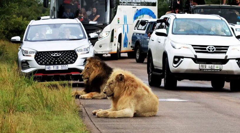 بازدید گردشگران از یک پارک ملی در آفریقای جنوبی