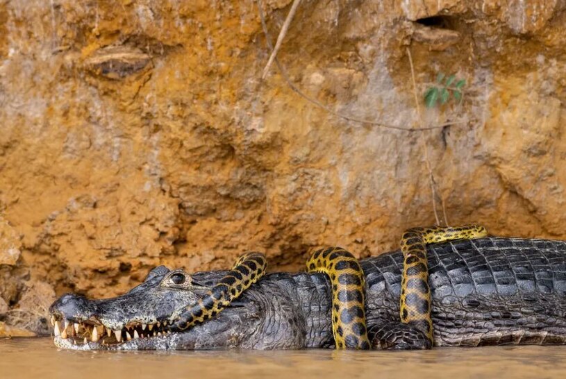 نبرد بی نتیجه و بدون غالب یک مار با تمساح