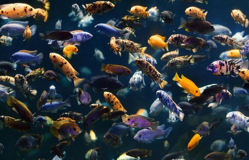 دیدنی های امروز؛ کریسمس خونین 2023 آکواریوم یک "سافاری پارک" در جمهوری چک