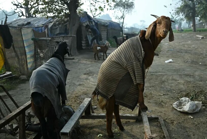 دیدنی های امروز؛ از عذرخواهی مدیر فروشگاه بزرگ ژاپن تا سالگرد تولد مائو زمستان سرد شهر دهلی هند