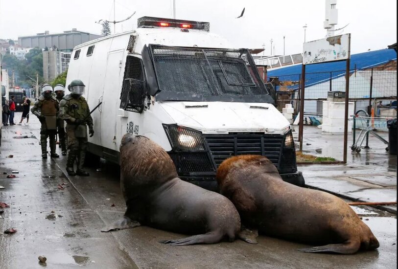 دیدنی های امروز؛ از حمایت جهانی از فلسطین تا تشدید جنگ اوکراین شیرهای دریایی مسیر حرکت خودروهای پلیس ضدشورش