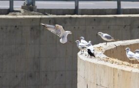 حضور مرغان دریایی در سیدخندان تهران