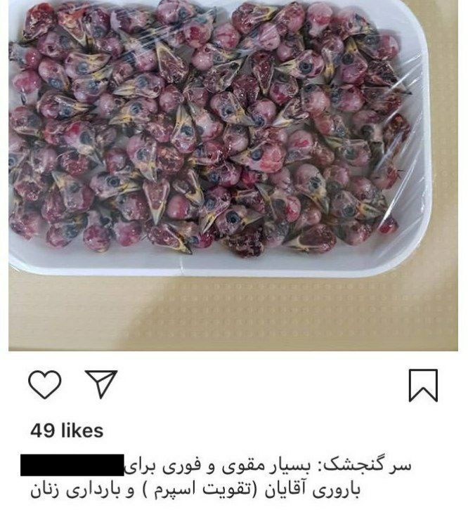فروش سر گنجشک