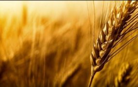 قیمت خرید تضمینی گندم