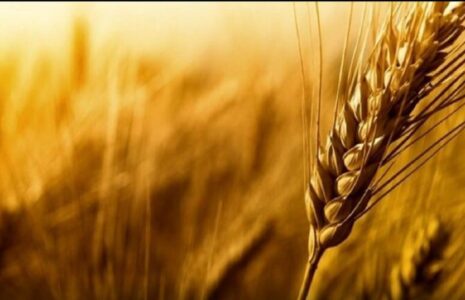 قیمت خرید تضمینی گندم
