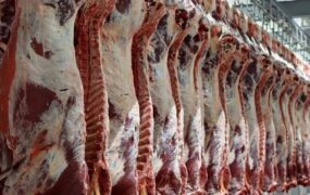 قیمت واقعی گوشت