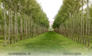 درآمدزایی با خرید و کاشت نهال صنوبر