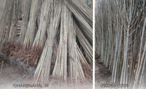 درآمدزایی با خرید و کاشت نهال صنوبر