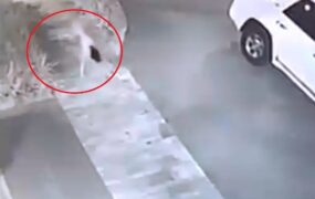 دختر سگی به خیابان ها بازگشت