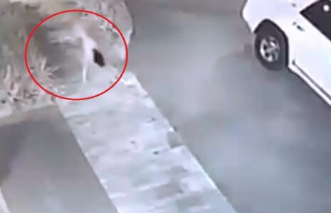 دختر سگی به خیابان ها بازگشت
