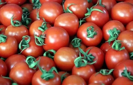 ضربه مهلک سیاست های یک شبه به اقتصاد گوجه فرنگی