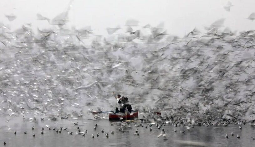 دیدنی های امروز؛ از تشییع شهدای حادثه تروریستی کرمان تا ادامه جستجو در مناطق زلزله زده ژاپن غذا دادن به مرغان مهاجر در صبح سرد زمستانی در رود یامونا