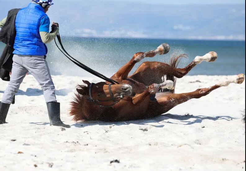 دیدنی های امروز؛ از تشییع شهدای حادثه تروریستی کرمان تا ادامه جستجو در مناطق زلزله زده ژاپن غلت زدن یک اسب مسابقه در ساحل " مویزنبرگ"