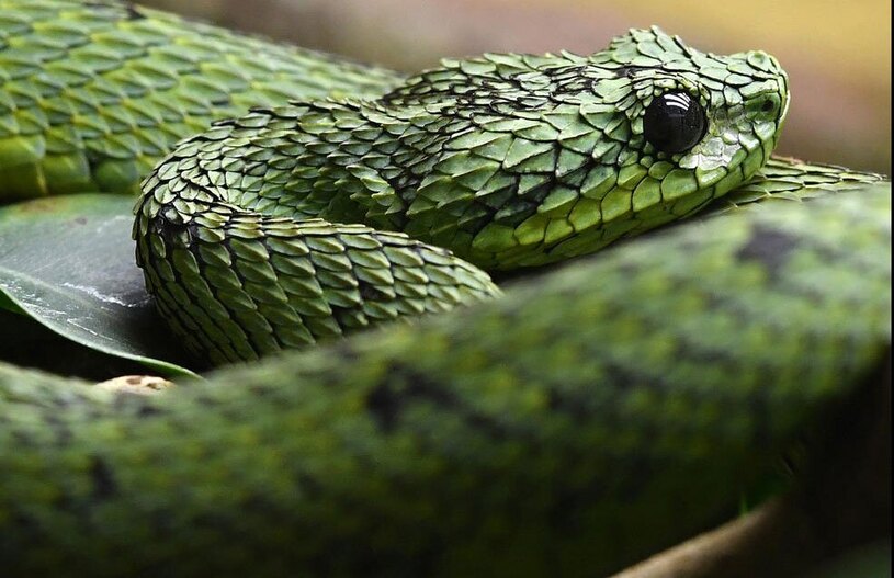 دیدنی های امروز؛ ادامه اعتراضات حامیان فلسطین از آمریکا تا اروپا یک مار افعی به شدت سمی آفریقایی در یک سافاری پارک