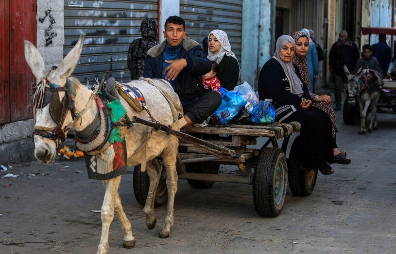 در نبود سوخت در نوار غزه از حیوانات بارکش برای جابجایی و حمل و نقل 