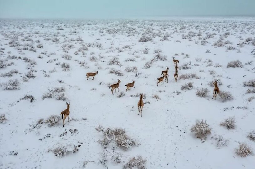 جولان غزال های گریزپا در صحرای "گوبی" 