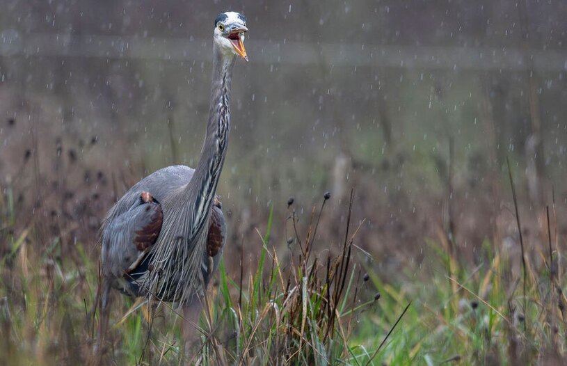 دیدنی های امروز؛ تظاهرات جهانی در همبستگی با فلسطین یک حواصیل آبی در اورگان آمریکا