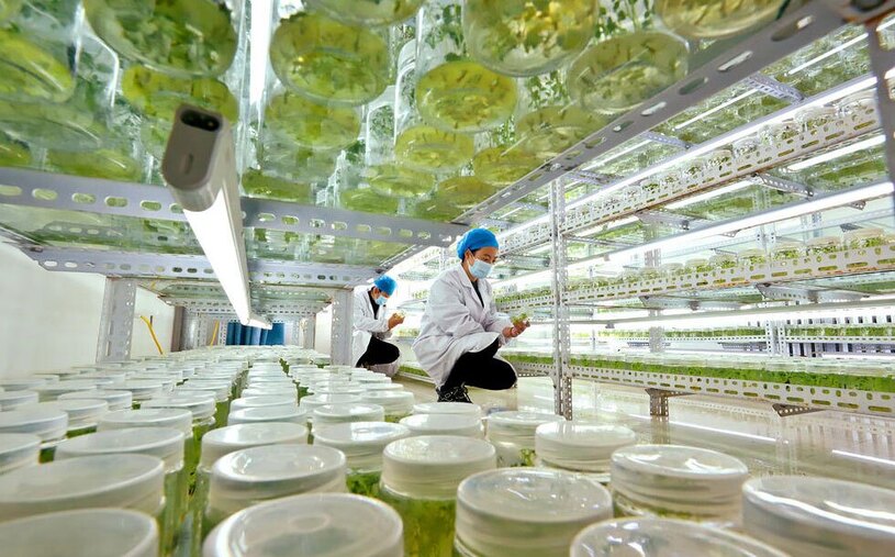 دیدنی های امروز؛ از جشنواره های هندی تا بزرگ ترین مارپیچ برفی دنیا یک مرکز تحقیق و تولید کشت سیب زمینی