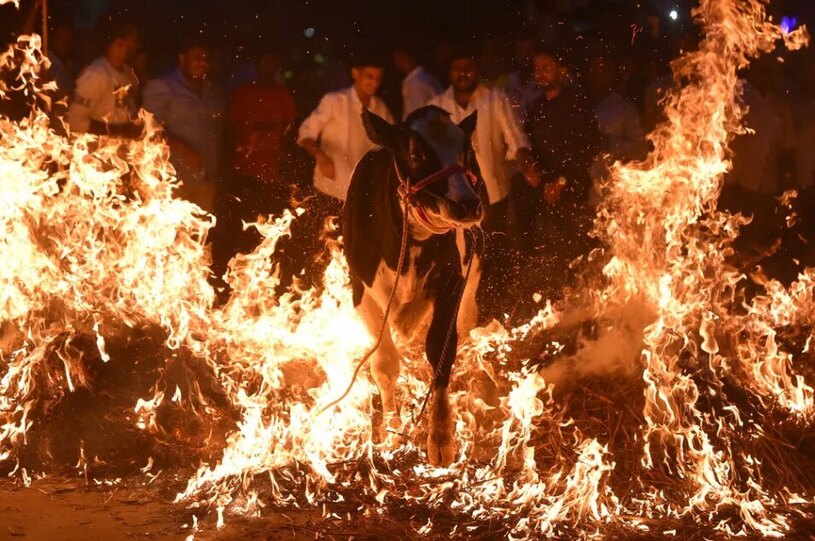 دیدنی های امروز؛ از جشنواره های هندی تا بزرگ ترین مارپیچ برفی دنیا عبور دادن یک گوساله از روی کاه های در حال سوختن