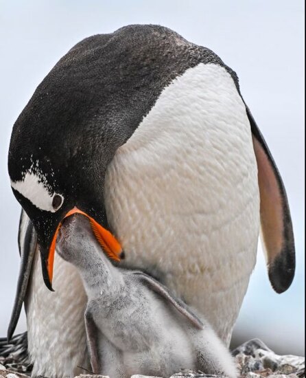دیدنی های امروز؛ از روز گل لاله در هلند تا تظاهرات ضدنژادپرستی در آلمان پنگوئن مادر در حال غذا دادن به نوزادش