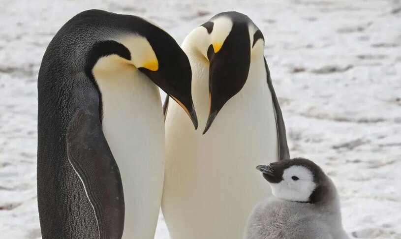 دیدنی های امروز؛ از دادگاه لاهه تا وضعیت غزه قطب جنوب