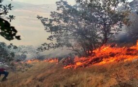 بخشی از جنگل نور مازندران آتش گرفت
