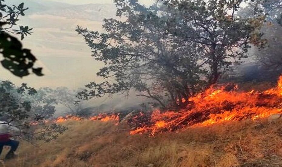 بخشی از جنگل نور مازندران آتش گرفت