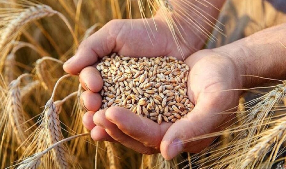 شورای قیمت‌گذاری قیمت گندم