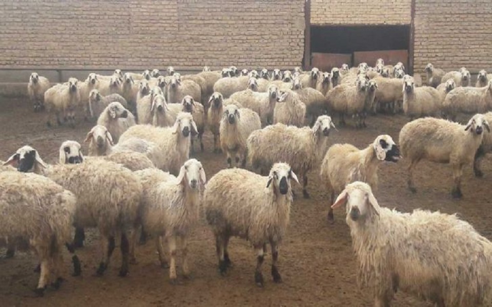 قیمت دام زنده در بازار