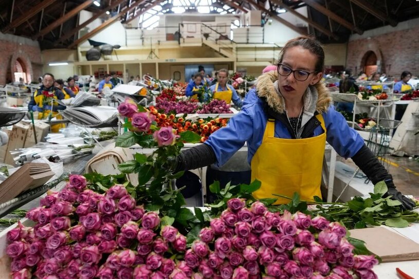 دیدنی های امروز؛ از عکس یادگاری پاپ تا پناهجویان مرز آمریکا بسته بندی گل های رُز برای صادرات به آمریکا