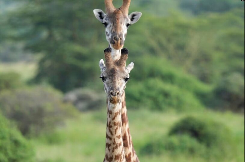 دیدنی های امروز؛ از عکس یادگاری پاپ تا پناهجویان مرز آمریکا زرافه های پارک ملی کنیا