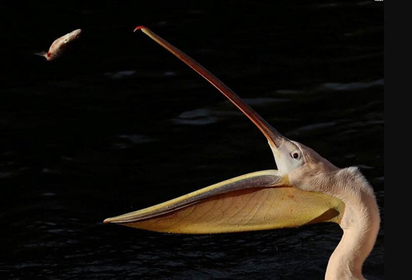 پلیکان پارک "سنت جیمز" 