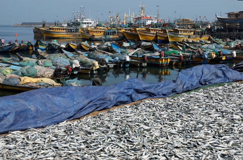 دیدنی های امروز؛ از اعتراضات کشاورزان اروپایی تا سفر رییس جمهوری جدید آرژانتین به اسراییل خشک کردن ماهی در ساحل "ویساخاپاتنام"