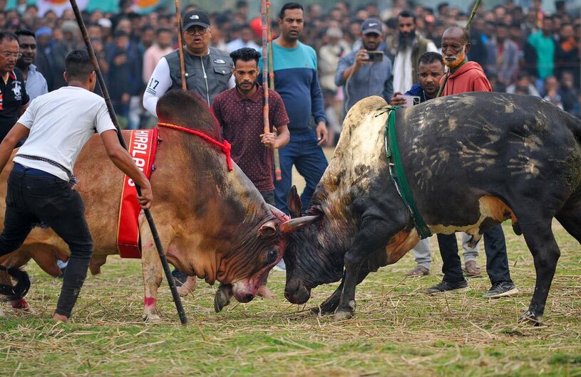 دیدنی های امروز؛ از اعتراضات کشاورزان اروپایی تا سفر رییس جمهوری جدید آرژانتین به اسراییل نبرد گاوهای نر وحشی