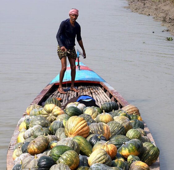 دیدنی های امروز؛ خطر قحطی در غزه برداشت کدو تنبل از مزارع بنگلادش