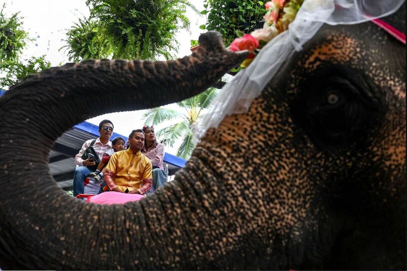 دیدنی های امروز؛ از روز ولنتاین تا جشنواره بهاره زوج های تایلندی در "روز عشاق"