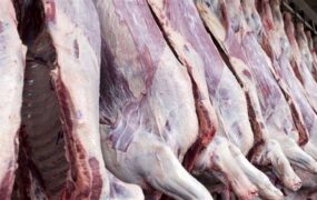 قیمت گوشت گوساله