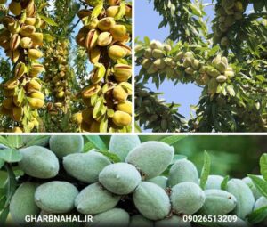 تخفیف ویژه نهال بادام با ارسال سریع به سراسر کشور