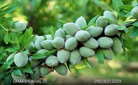 نهال بادام لیبل دار