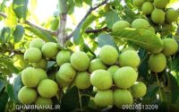 نهال گردو غرب نهال