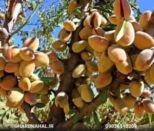 تخفیف ویژه نهال بادام با ارسال سریع به سراسر کشور