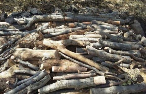 کشف یک تن چوب تاغ قاچاق در سمنان چوب تاغ قاچاق