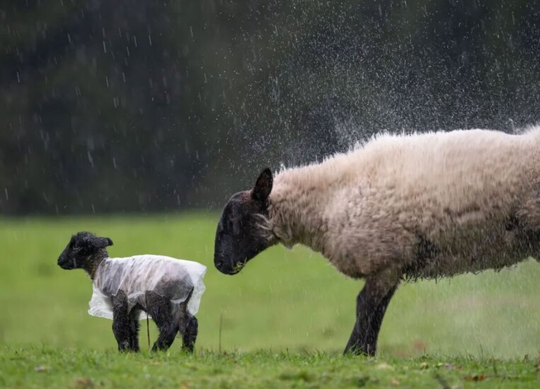 دیدنی های امروز؛ از ارسال کمک های هوایی به غزه تا "شب برات" در کشمیر بدون شرح